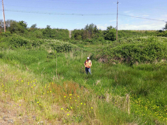 Confluence delineated wetlands on this 16.75-acre site.