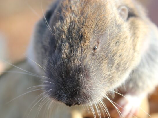 Close up photograph of Yelm pocket gopher with brown fur, small eyes, and whiskers